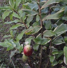 Zingiber zerumbet 'variegata'