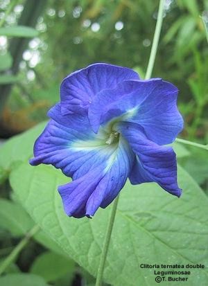 Clitoria ternatea double