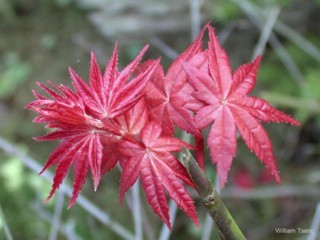 Acer palmatum 