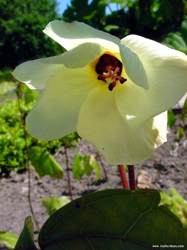 Exotische Nutz und Zierpflanzen Abelmoschus manihot