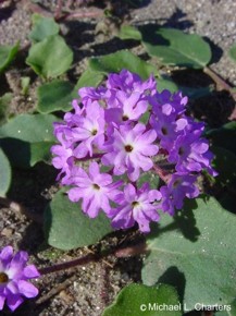 Abronia villosa var. villosa