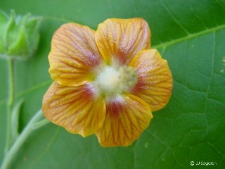 Abutilon auritum