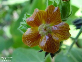 Abutilon auritum