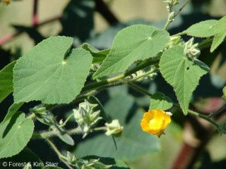 Abutilon grandifolium