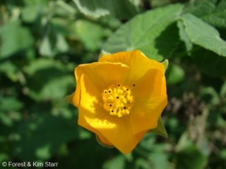 Abutilon grandifolium