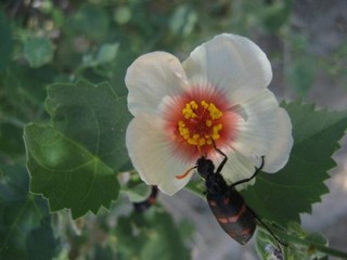 Abutilon hirtum