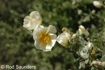 Abutilon pycnodon