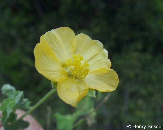 Exotische Nutz und Zierpflanzen Abutilon sonneratianum