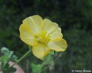 Abutilon sonneratianum