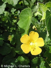 Abutilon sonneratianum