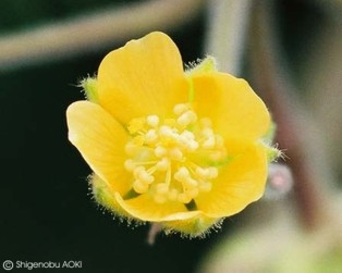 Abutilon theophrastii