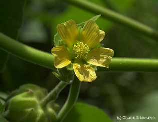 Abutilon theophrastii