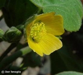 Abutilon theophrastii