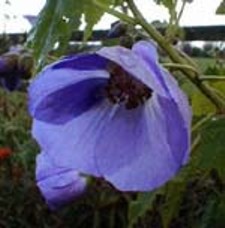 Abutilon vitifolium