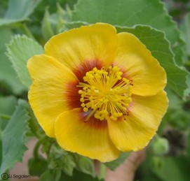 Abutilon sp.