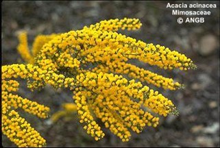 Acacia acinacea 