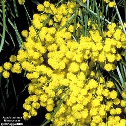 Acacia adunca