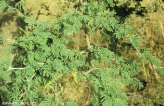 Acacia albida