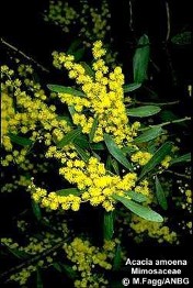 Acacia amoena