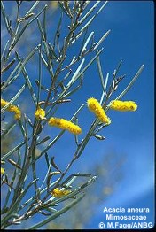 Acacia aneura