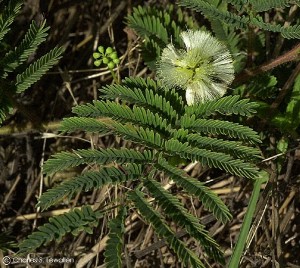 Acacia angustissima