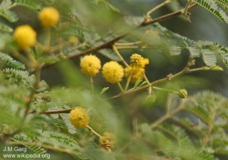 Acacia arabica
