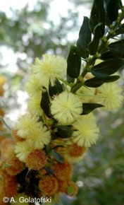 Acacia armata