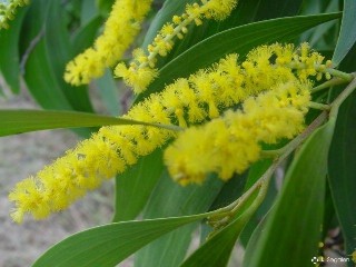 Acacia auriculiformis