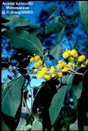 Acacia bancroftii