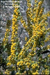 Acacia brachybotrya