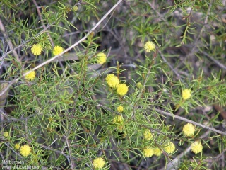 Acacia brownii