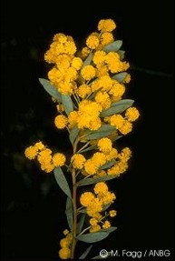 Acacia buxifolia 