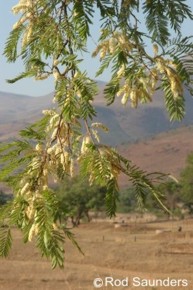 Acacia caffra