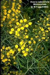 Acacia calamifolia 