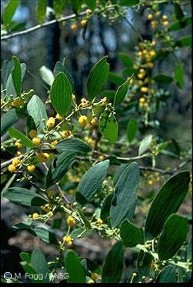 Acacia complanata