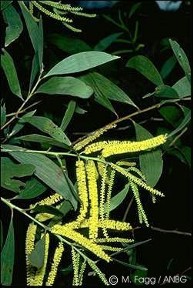 Acacia concurrens