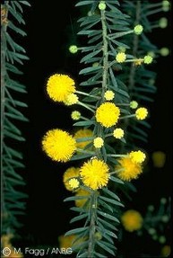Acacia conferta