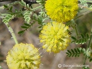 Acacia constricta 