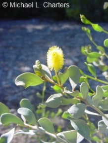 Acacia craspedocarpa