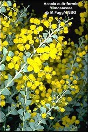 Acacia cultriformis