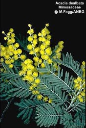 Acacia dealbata