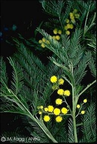Acacia decurrens