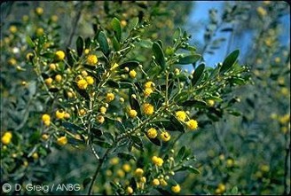 Acacia dictyophleba
