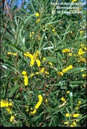 Acacia doratoxylon