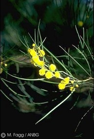 Acacia elongata