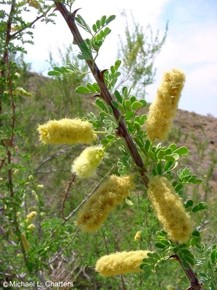 Acacia greggii 