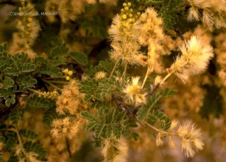 Acacia greggii 