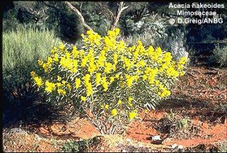 Acacia hakeoides