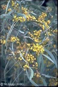 Acacia harpophylla