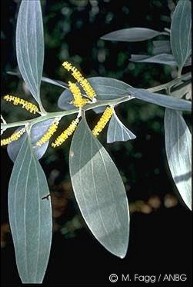 Acacia holosericea